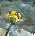 Detail - Gele Plomp