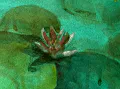 Detail - Roze Waterlelie
