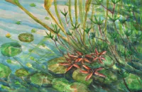 Wateraardbei plant en struikgewas