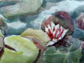 Detail - Witte & Roze Water lelie