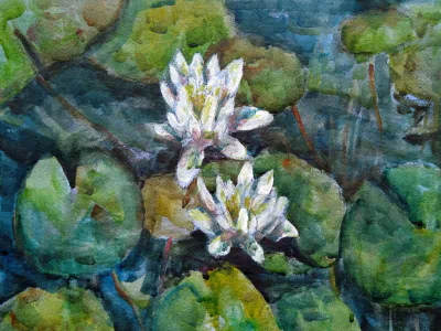 Sedas - MAIN - Waterlelies - 202006 - Witte Bloemen 1.jpg
