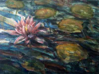 Waterlelie Roze Bloem