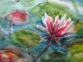 Detail - Waterlelie Roze Bloem